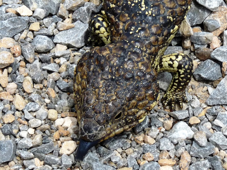 Tannenzapfenskink